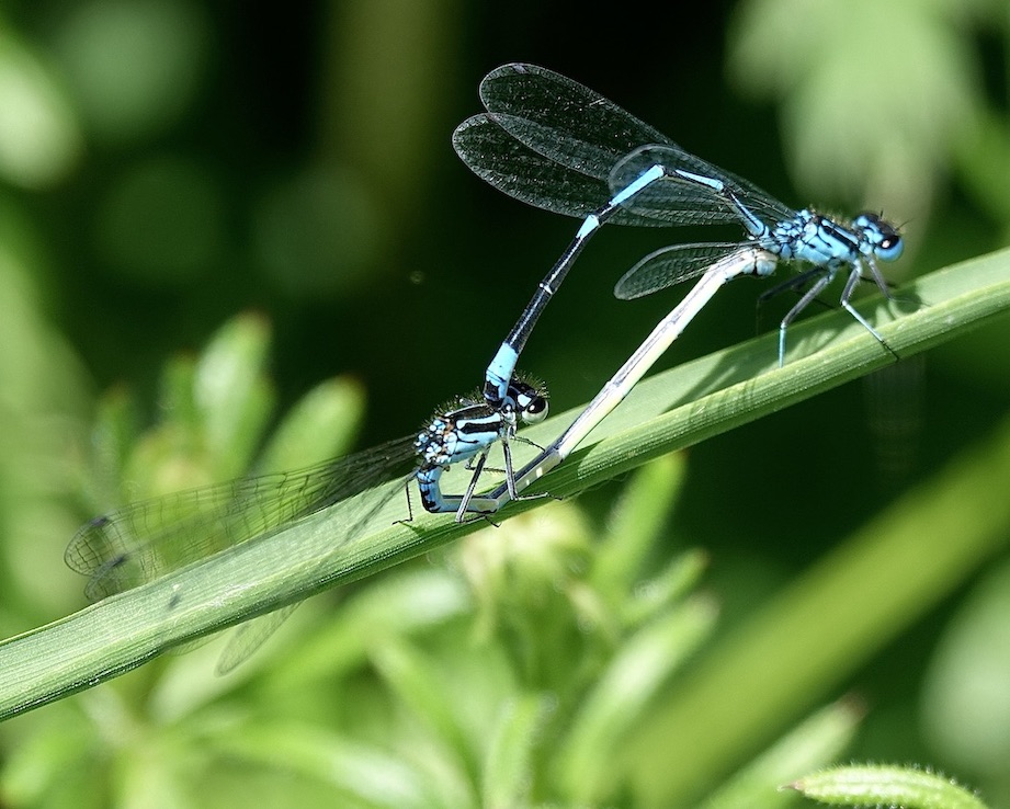 variable damselfly